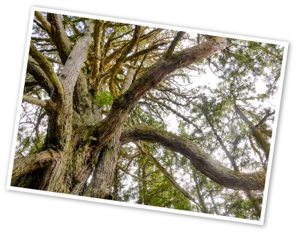 Large cedar of Mushikawa