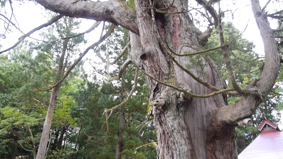 Large cedar of Mushikawa