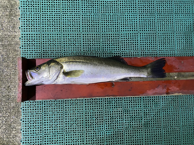 上越周辺の最新釣り情報 サヨリ シーバス アオリイカ 編集部おすすめ 上越妙高タウン情報
