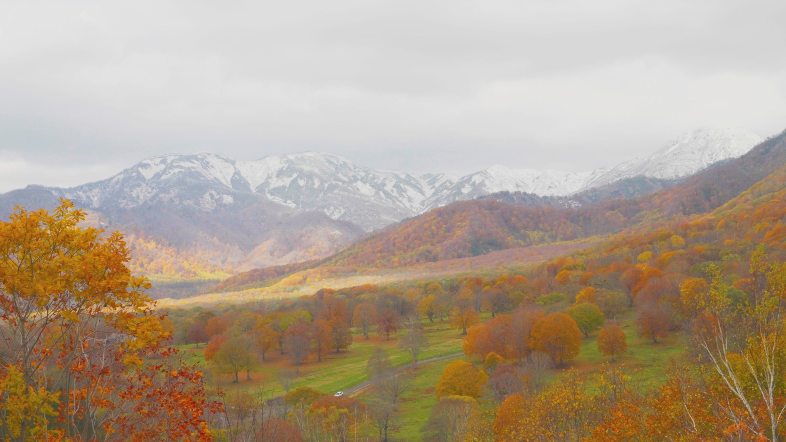 紅葉情報 25日 日 撮影 いもり池周辺も見ごろを迎えました 雪国ジャーニー