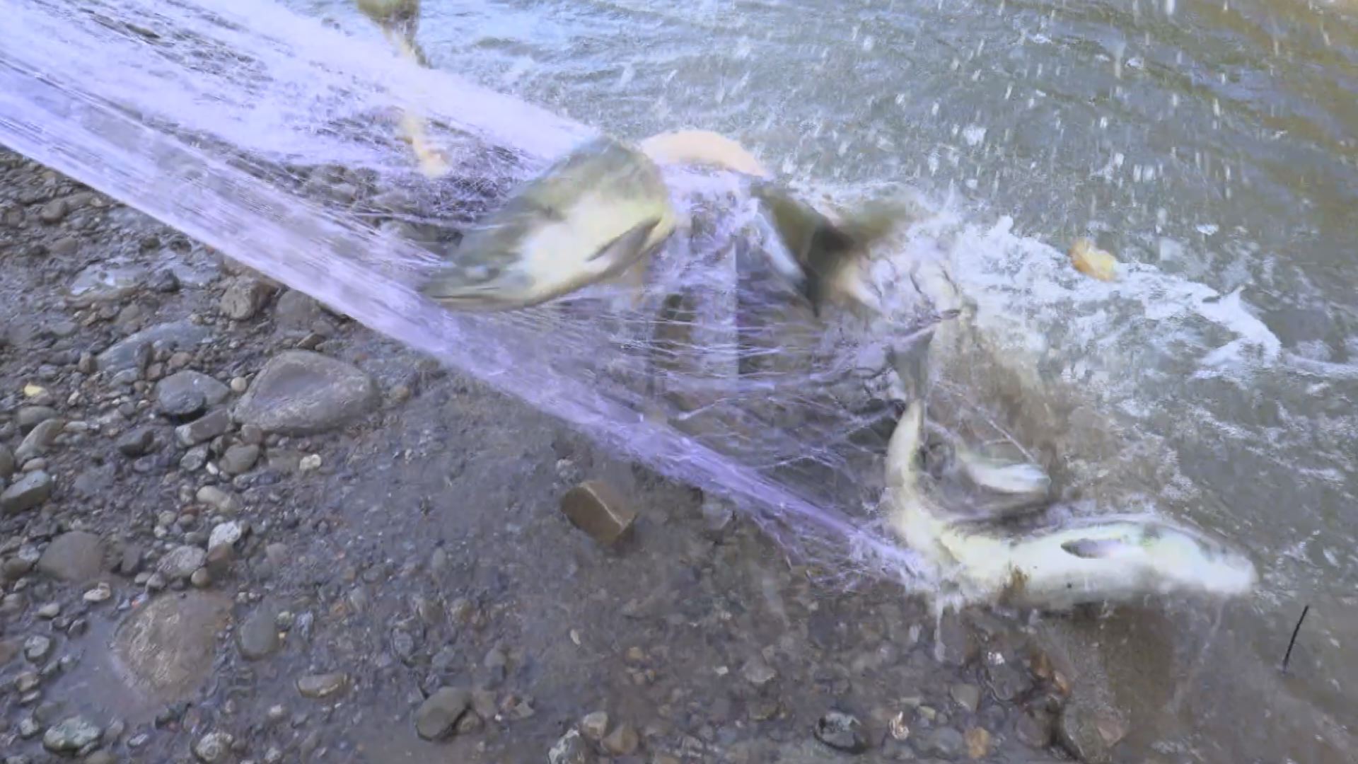 動画 晩秋の風物詩 桑取川でサケ漁はじまる 上越市 雪国ジャーニー