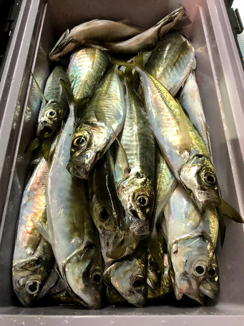 上越周辺の最新釣り情報 砂浜の女王 シロギス 釣れています 雪国ジャーニー 上越周辺の最新釣り情報 砂浜の女王 シロギス 釣れています 雪国ジャーニー