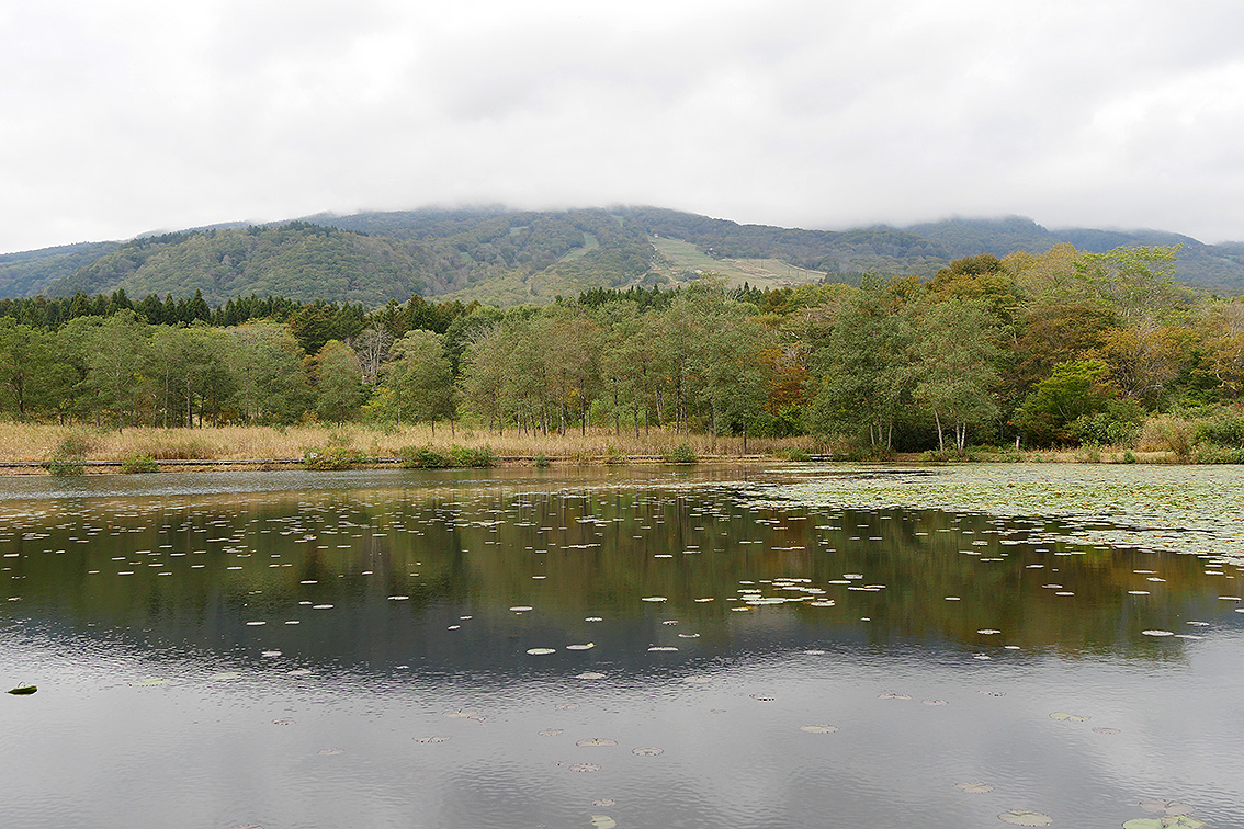 上越妙高 紅葉情報21 笹ヶ峰 苗名滝 いもり池 赤倉ほか 10月15日撮影 雪国ジャーニー
